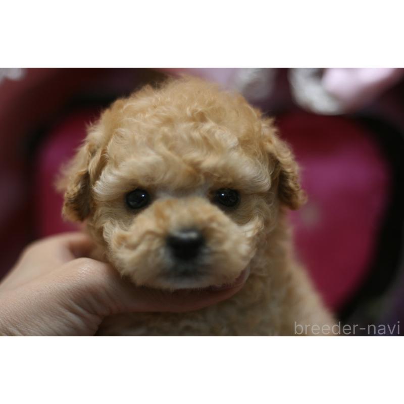 販売中の愛知県のタイニープードル-445596の12枚目