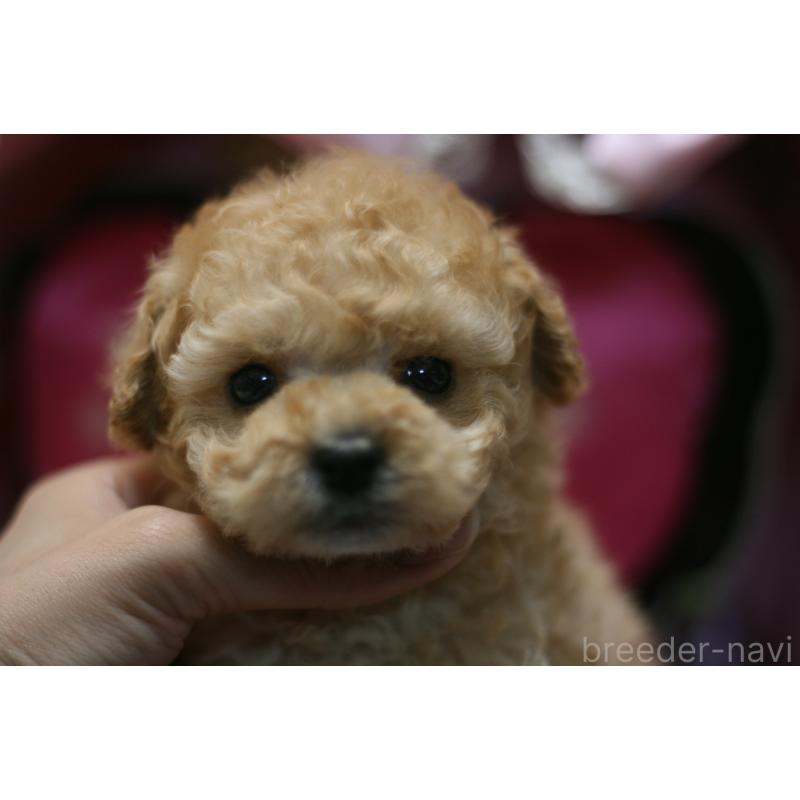 販売中の愛知県のタイニープードル-445596の11枚目