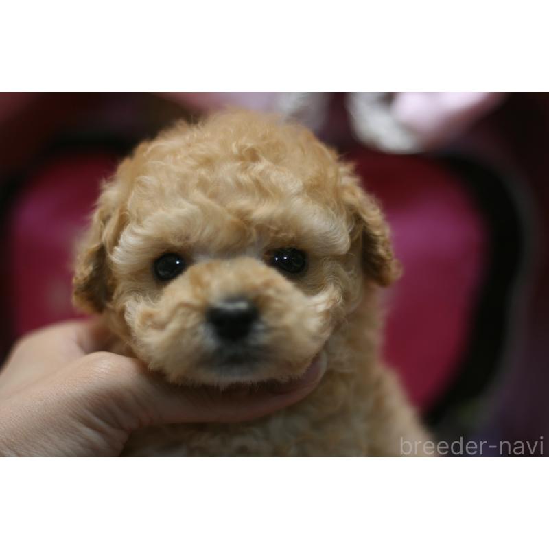 販売中の愛知県のタイニープードル-445596の10枚目