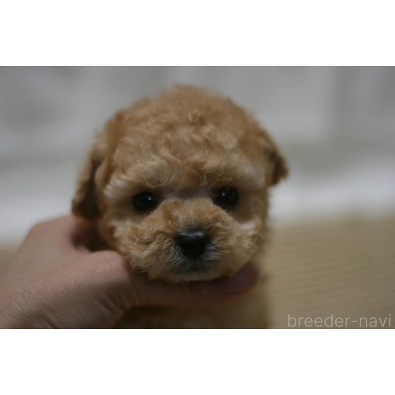 販売中の愛知県のタイニープードル-445596の9枚目