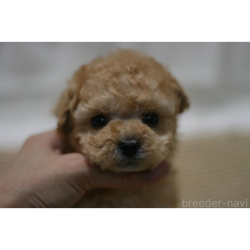 販売中の愛知県のタイニープードル-445596の1枚目