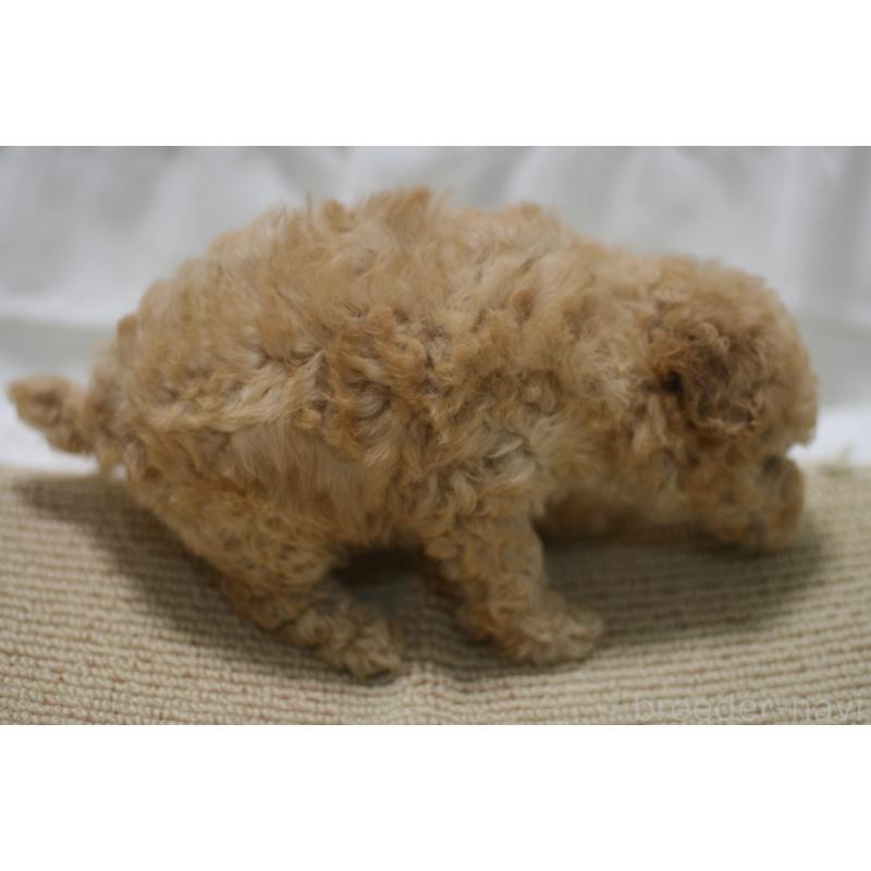 販売中の愛知県のタイニープードル-445596の5枚目