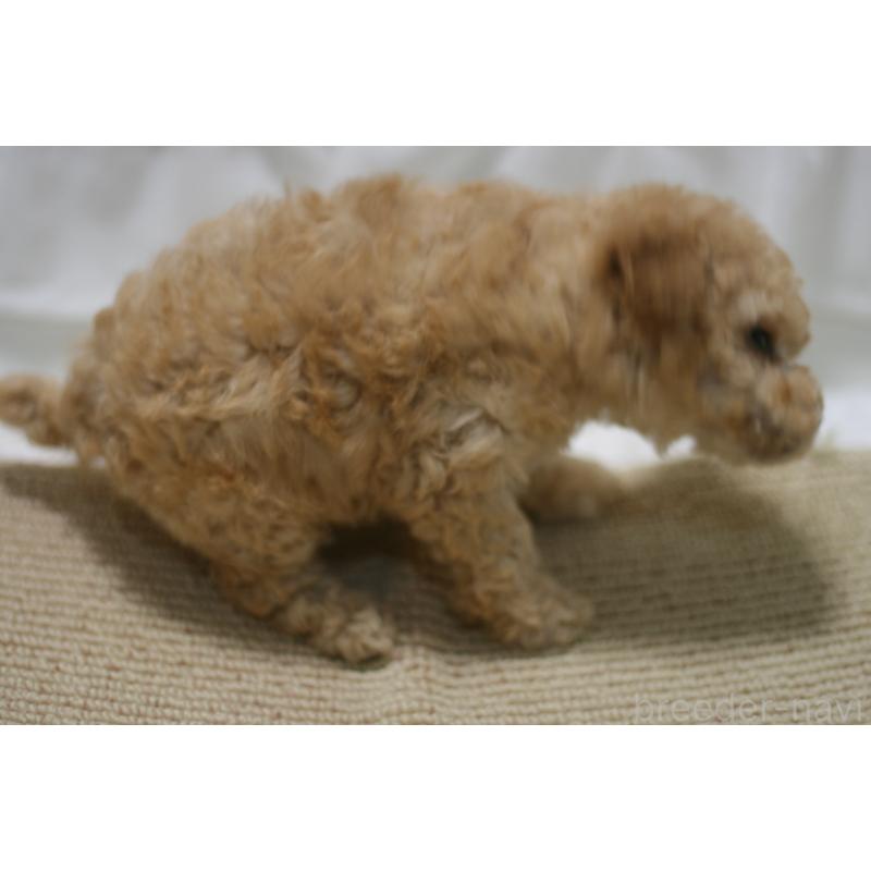 販売中の愛知県のタイニープードル-445596の4枚目