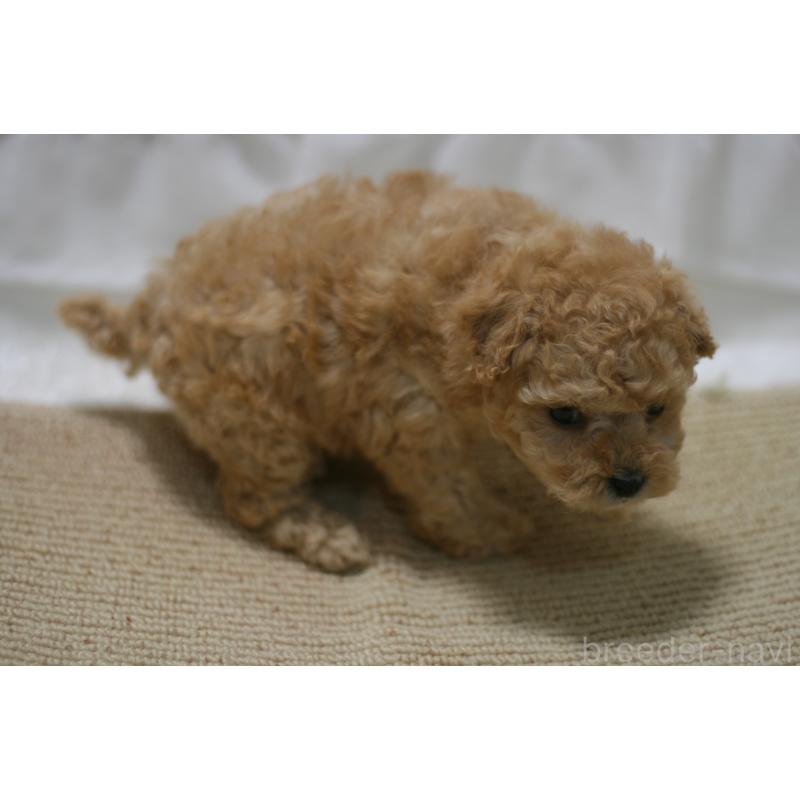 販売中の愛知県のタイニープードル-445596の3枚目