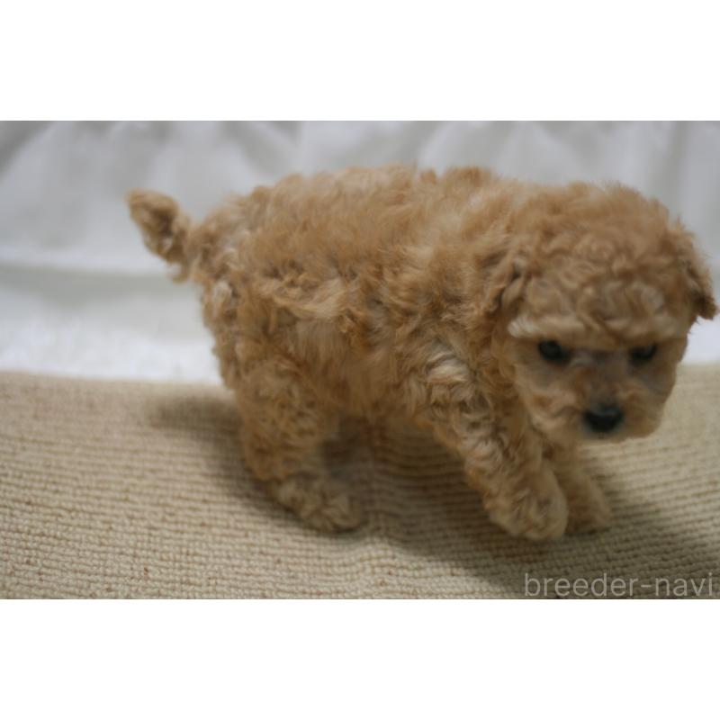 販売中の愛知県のタイニープードル-445596の2枚目