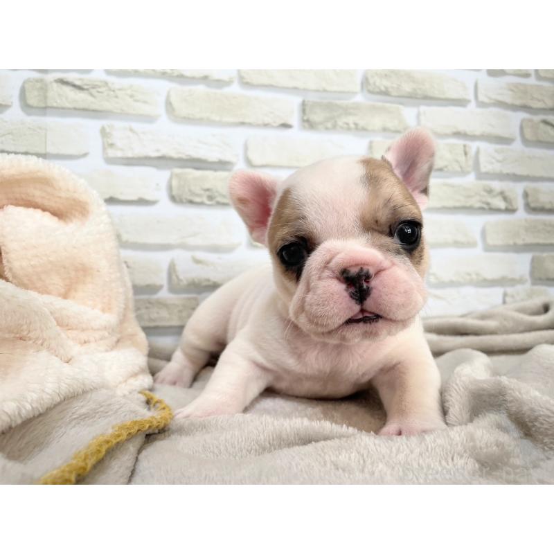 販売中の千葉県のフレンチブルドッグ-445597の5枚目
