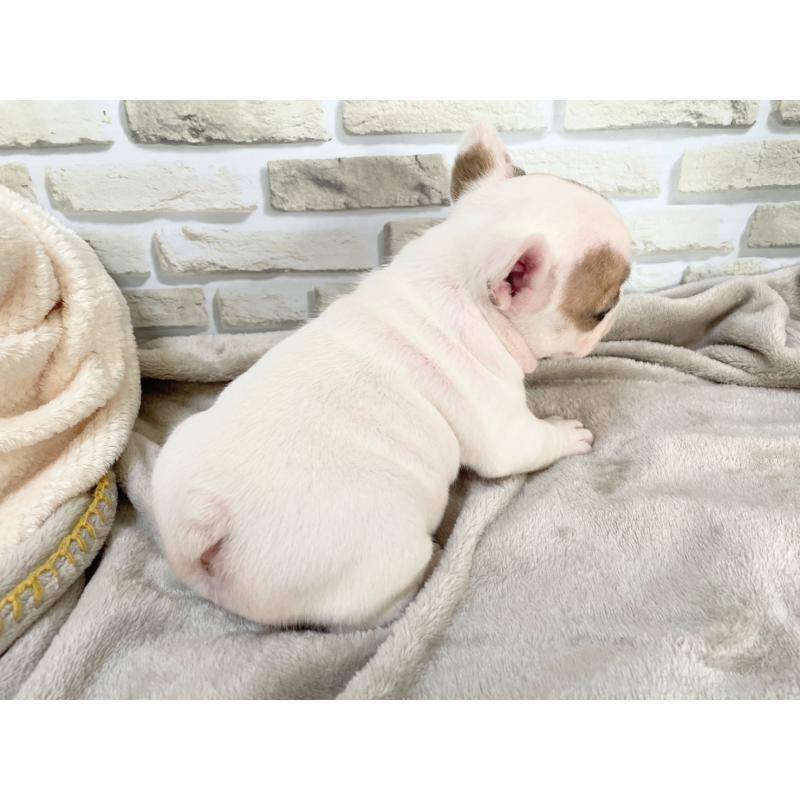 販売中の千葉県のフレンチブルドッグ-445597の4枚目