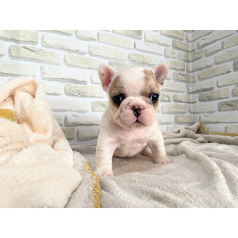 販売中の千葉県のフレンチブルドッグ-445597の3枚目