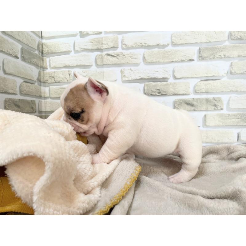 販売中の千葉県のフレンチブルドッグ-445597の2枚目