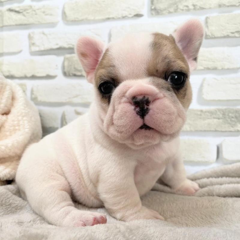 販売中の千葉県のフレンチブルドッグ-445597の1枚目