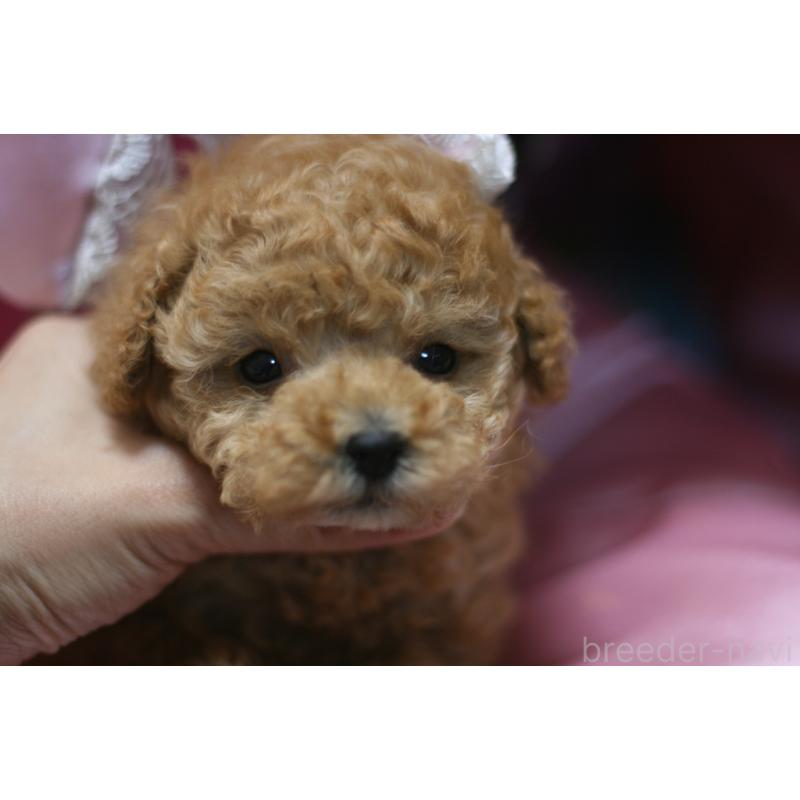 販売中の愛知県のタイニープードル-445598の6枚目