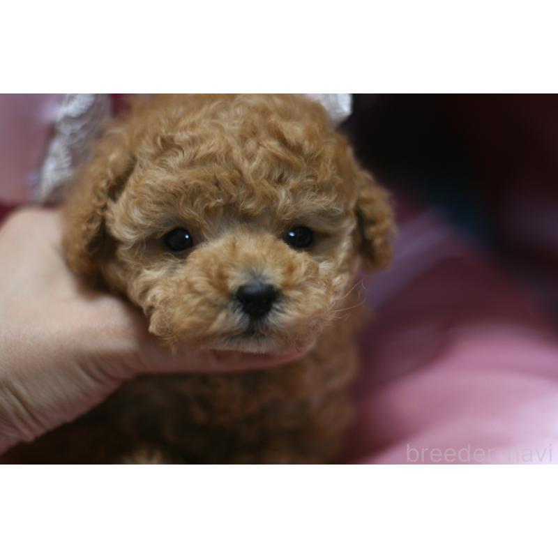 販売中の愛知県のタイニープードル-445598の5枚目