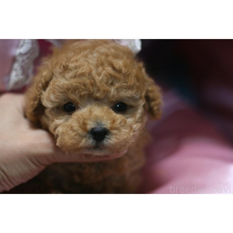 販売中の愛知県のタイニープードル-445598