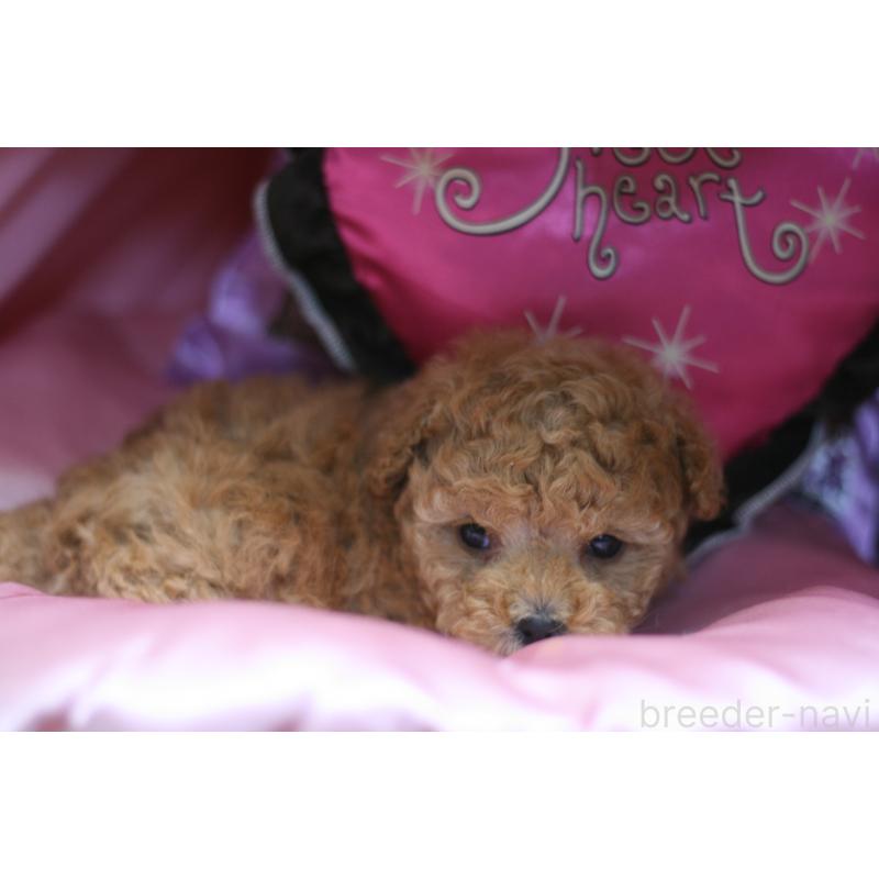販売中の愛知県のタイニープードル-445598の4枚目