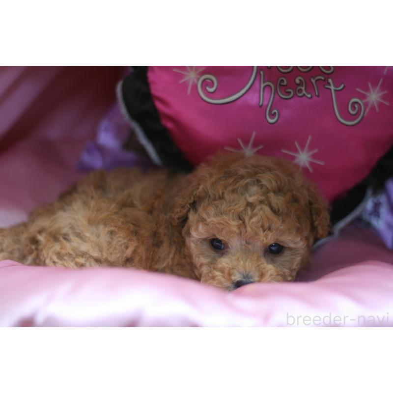 販売中の愛知県のタイニープードル-445598の3枚目