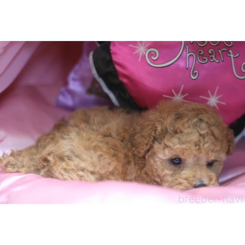 販売中の愛知県のタイニープードル-445598の2枚目