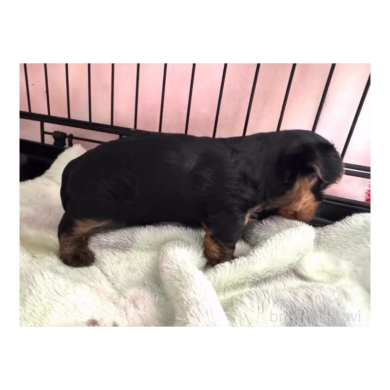 販売中の神奈川県のヨークシャーテリア-445600の8枚目