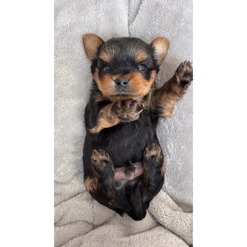 販売中の神奈川県のヨークシャーテリア-445600の6枚目