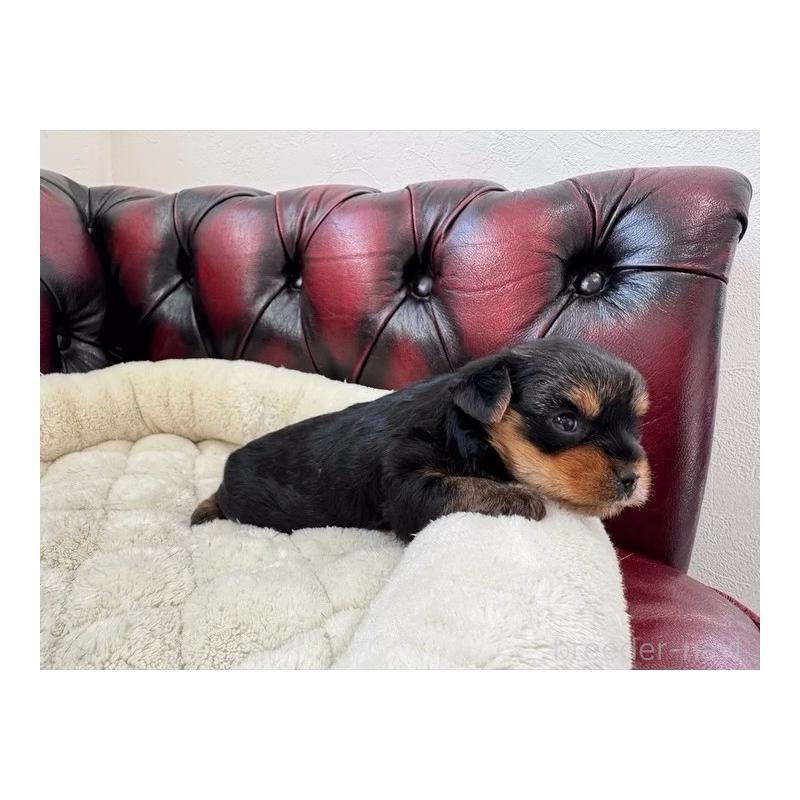 販売中の神奈川県のヨークシャーテリア-445600の7枚目