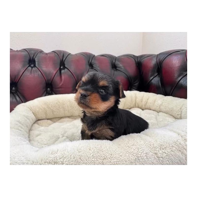 販売中の神奈川県のヨークシャーテリア-445600の5枚目