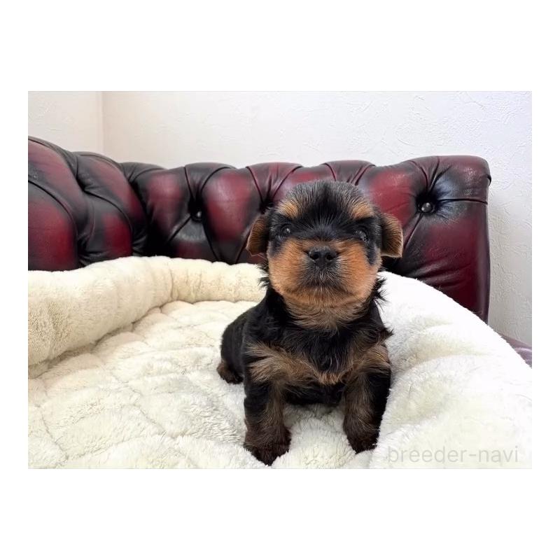 販売中の神奈川県のヨークシャーテリア-445600の4枚目