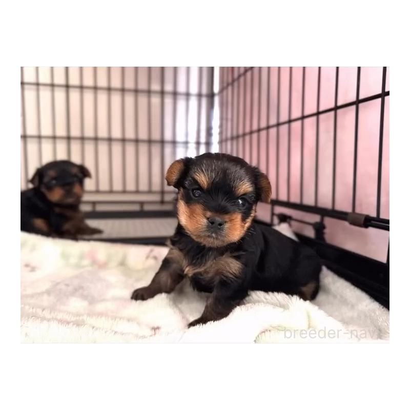 販売中の神奈川県のヨークシャーテリア-445600の3枚目