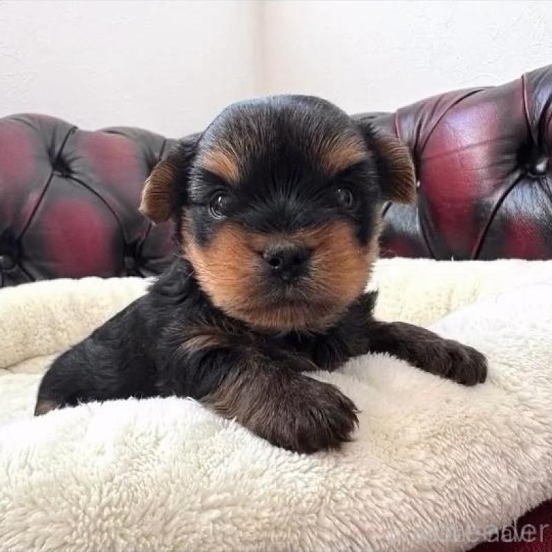 販売中の神奈川県のヨークシャーテリア-445600の1枚目