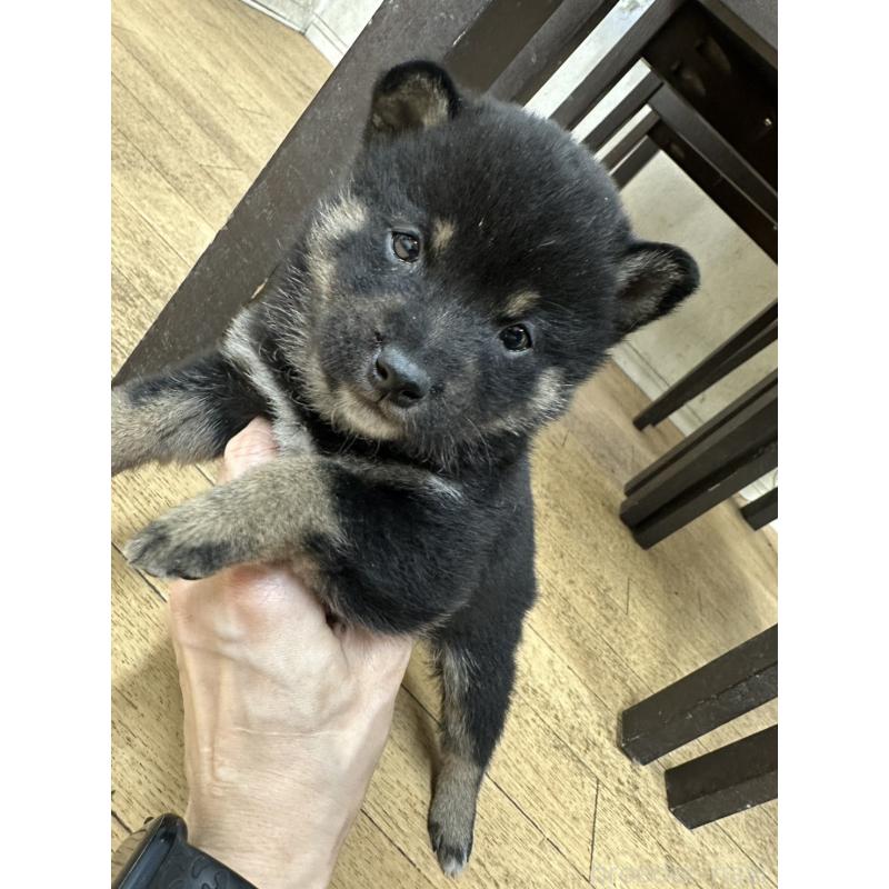 販売中の千葉県の豆柴-445601の5枚目