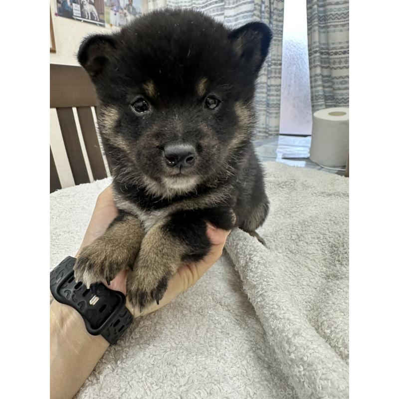 販売中の千葉県の豆柴-445601の4枚目