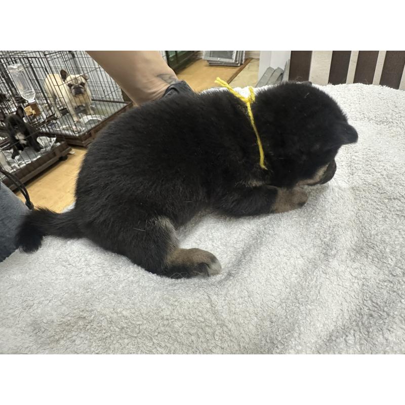 販売中の千葉県の豆柴-445601の3枚目