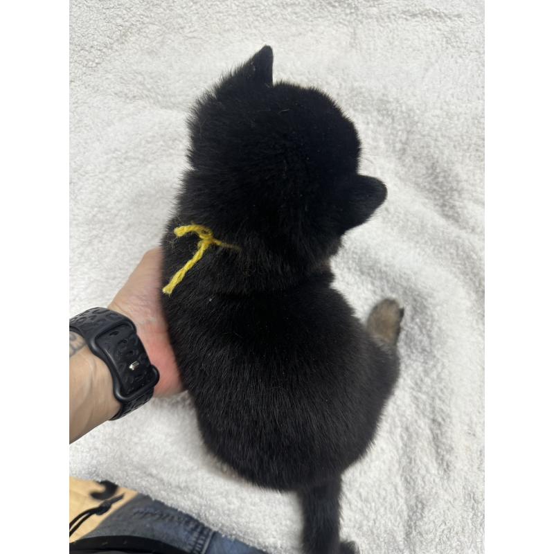 販売中の千葉県の豆柴-445601の2枚目