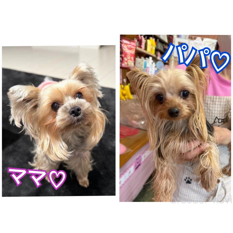 販売中の神奈川県のヨークシャーテリア-445600の2枚目