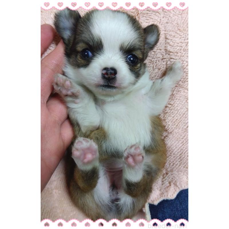 販売中の大阪府のチワワ(ロングコート)-445604の7枚目