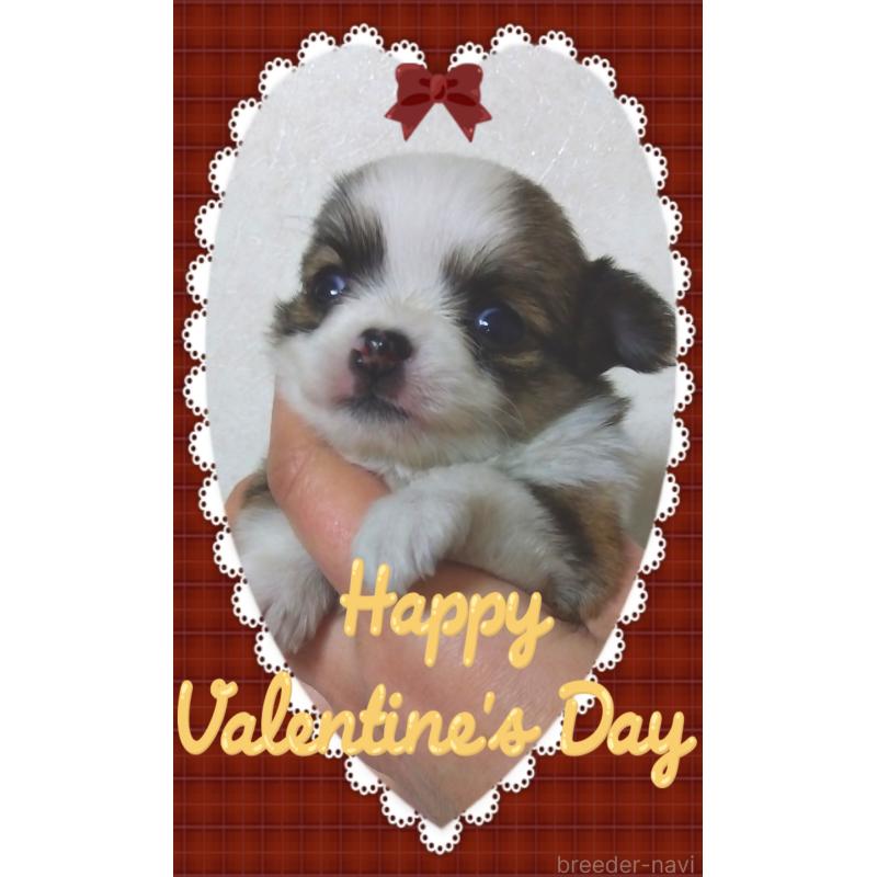 販売中の大阪府のチワワ(ロングコート)-445604の1枚目