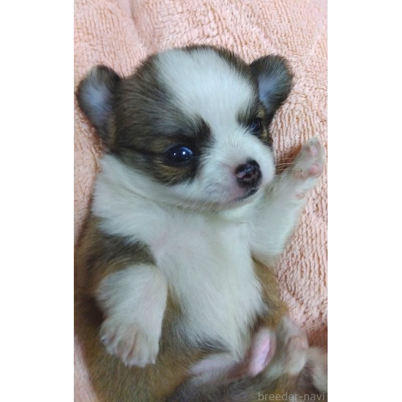 販売中の大阪府のチワワ(ロングコート)-445604の6枚目