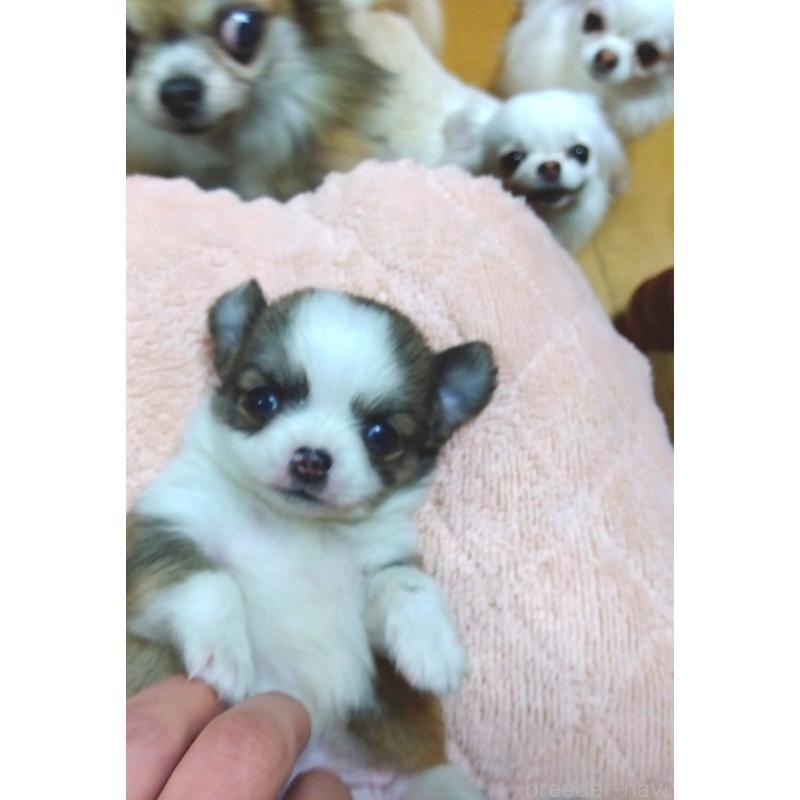 販売中の大阪府のチワワ(ロングコート)-445604の5枚目