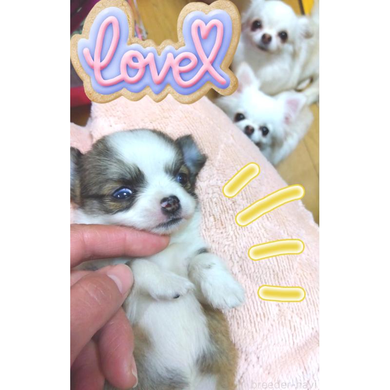 販売中の大阪府のチワワ(ロングコート)-445604の3枚目