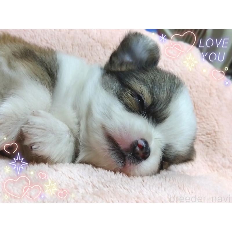 販売中の大阪府のチワワ(ロングコート)-445604の2枚目