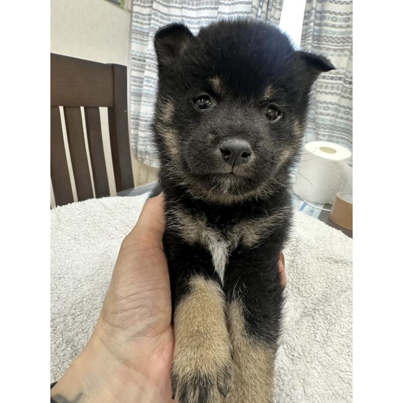 販売中の千葉県の豆柴-445602の5枚目