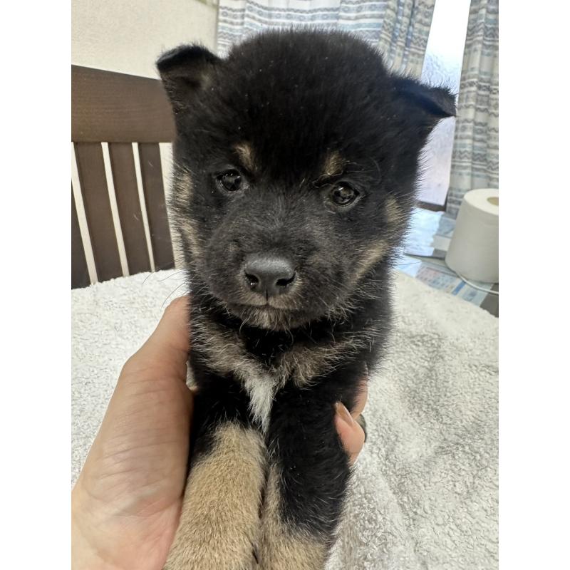 販売中の千葉県の豆柴-445602の4枚目