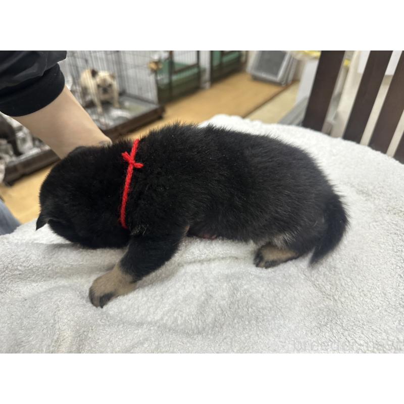 販売中の千葉県の豆柴-445602の3枚目