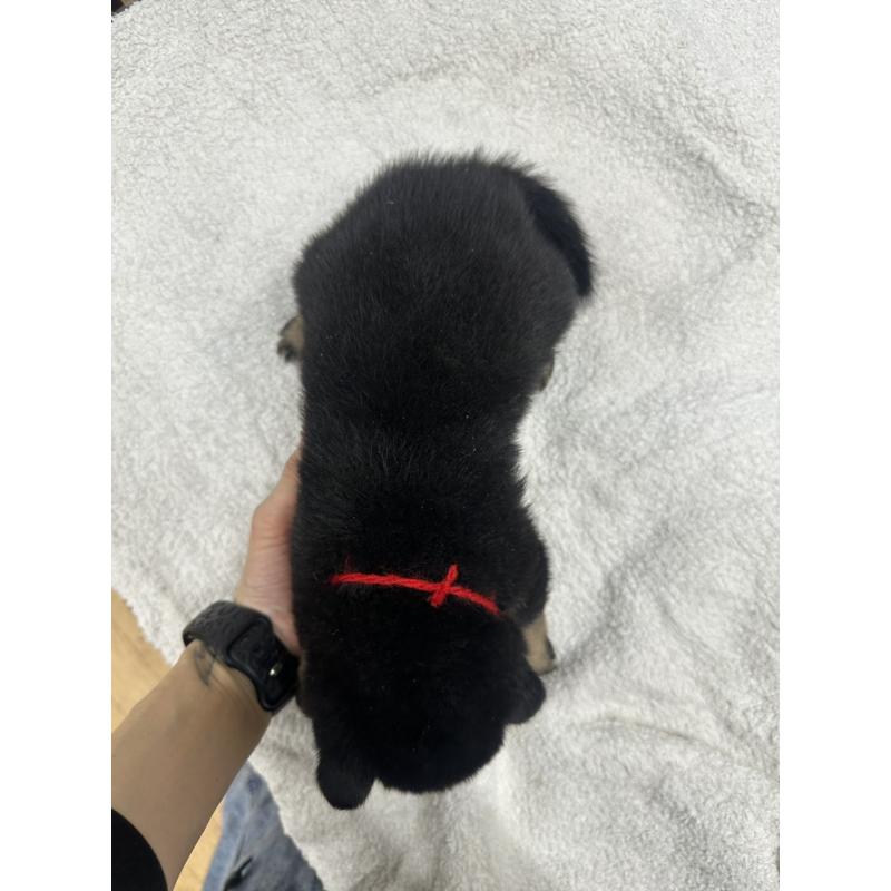 販売中の千葉県の豆柴-445602の2枚目