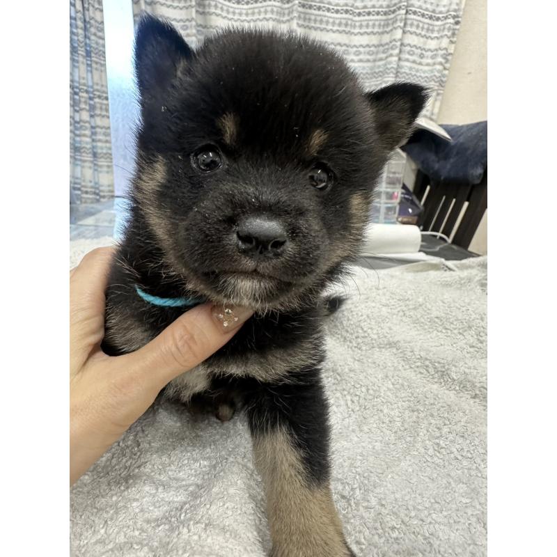 販売中の千葉県の豆柴-445605の5枚目