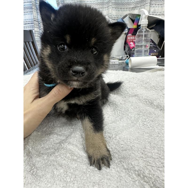 販売中の千葉県の豆柴-445605の4枚目