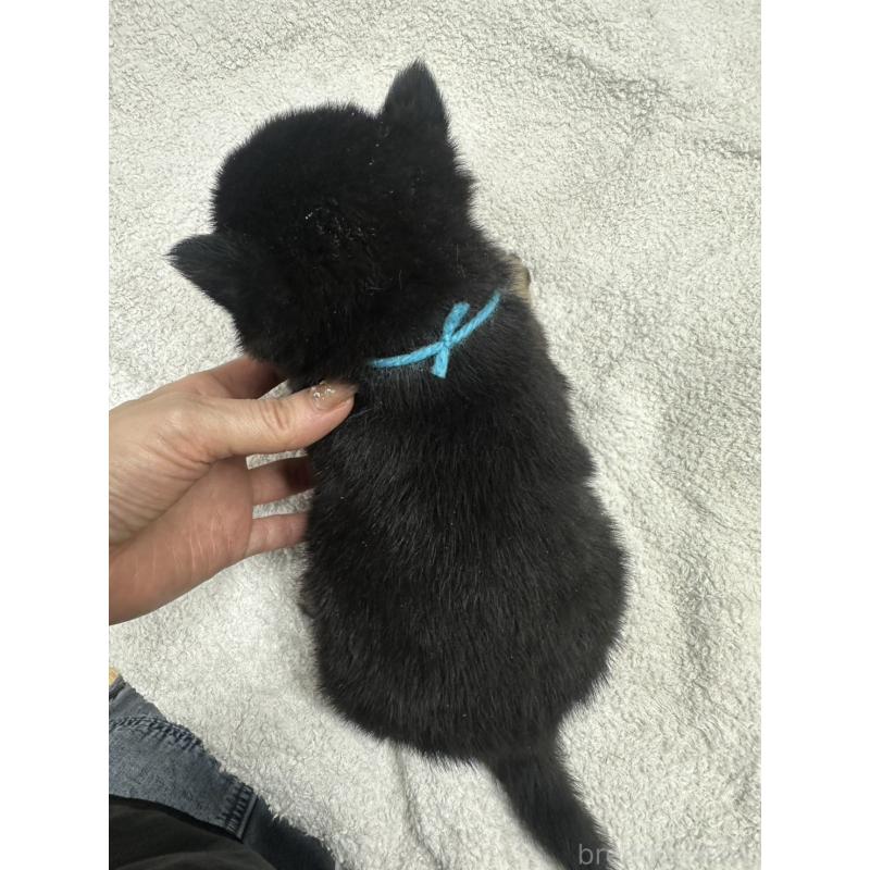 販売中の千葉県の豆柴-445605の2枚目