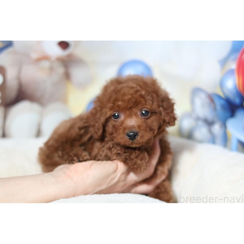 販売中の大阪府のティーカッププードル-445606の4枚目