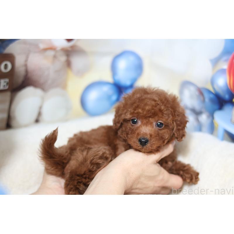 販売中の大阪府のティーカッププードル-445606の1枚目