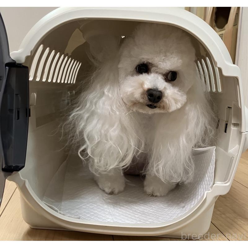 販売中の宮城県のティーカッププードル-445603の2枚目