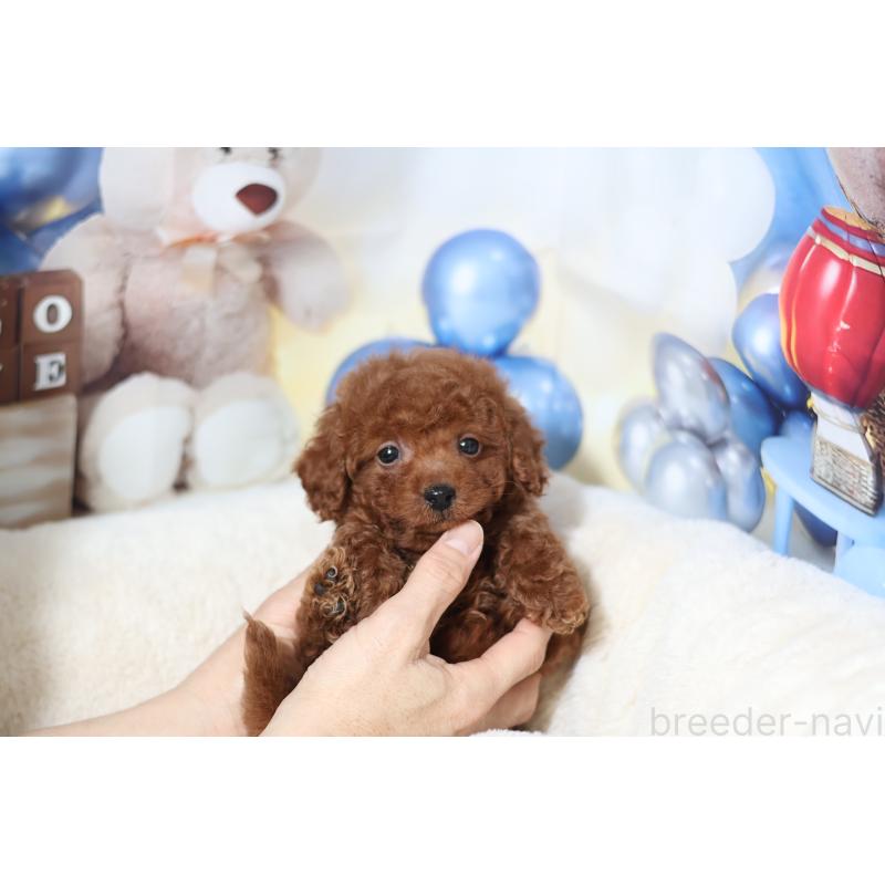 販売中の大阪府のティーカッププードル-445606の2枚目