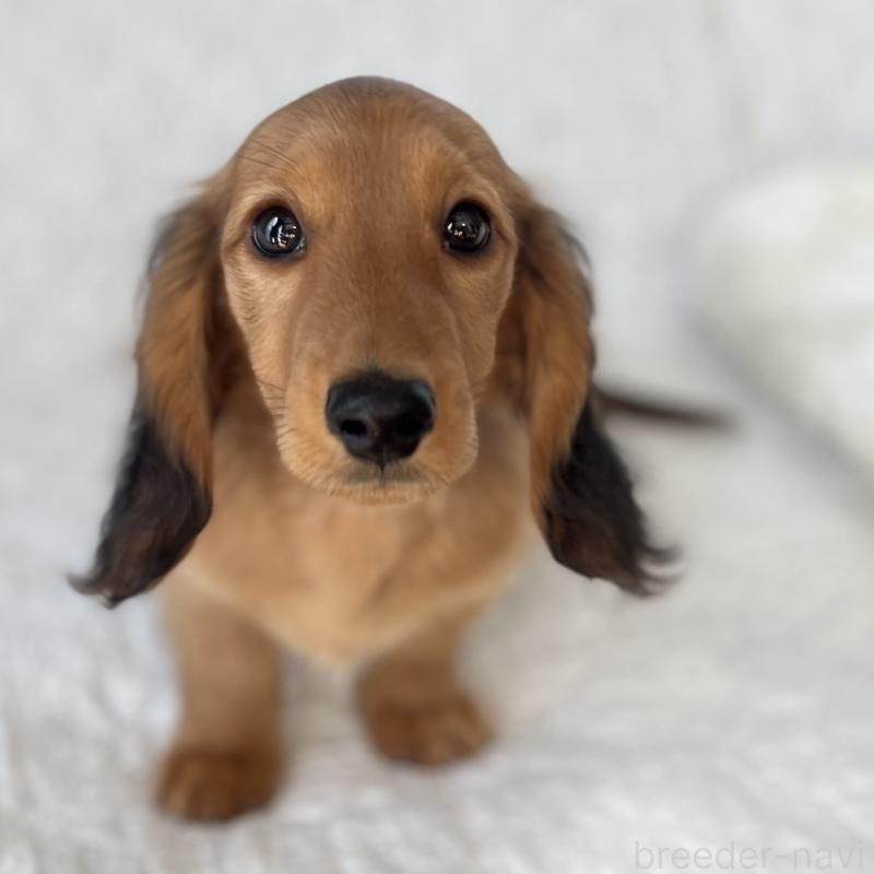 販売中の愛知県のミニチュアダックスフンド(ロングヘアード)-445613の5枚目